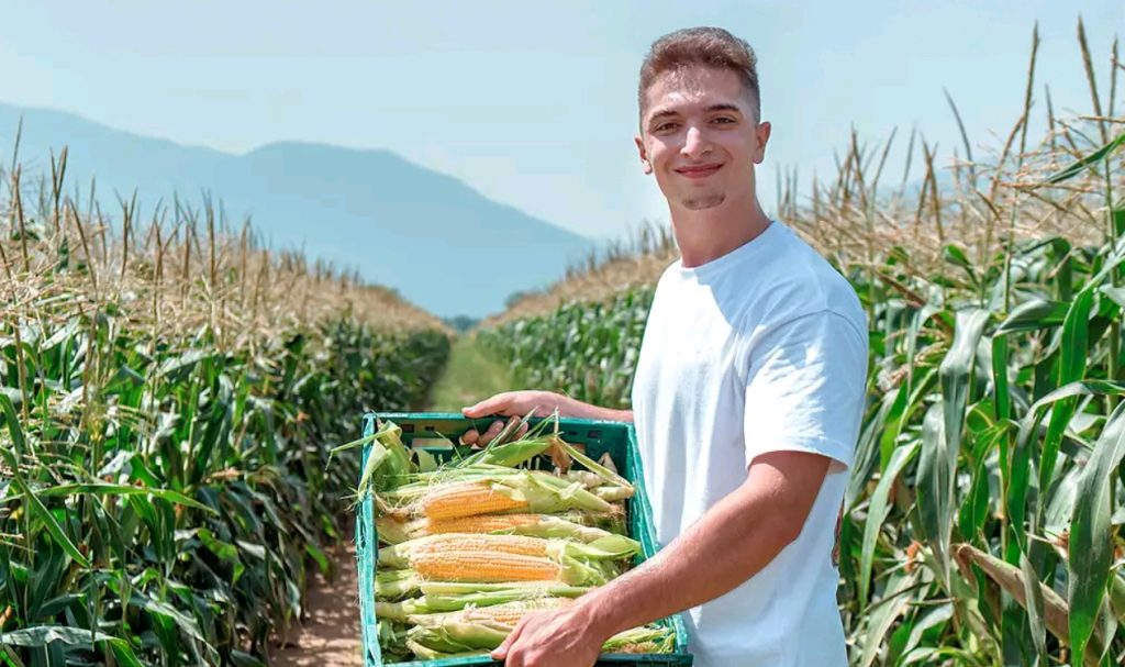 Невероятната история на една българска сладка царевица